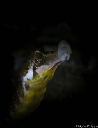Whistling through life.
Great pipefish.
Eastern scheldt... by Philippe Velghe 